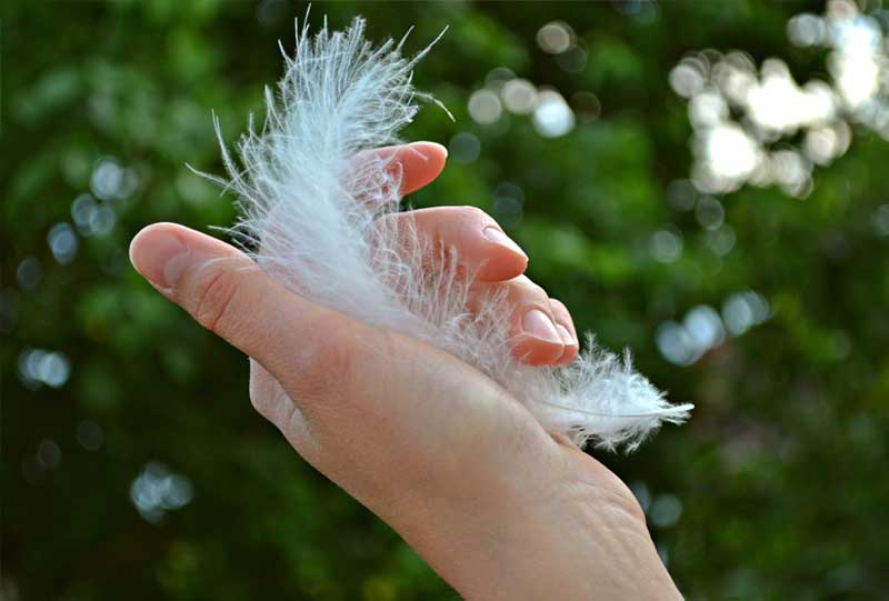 hand holding feather gently